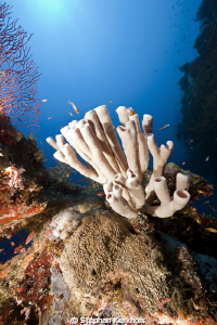 colonial tube-sponge taken in ras umm sid. by Stephan Kerkhofs 